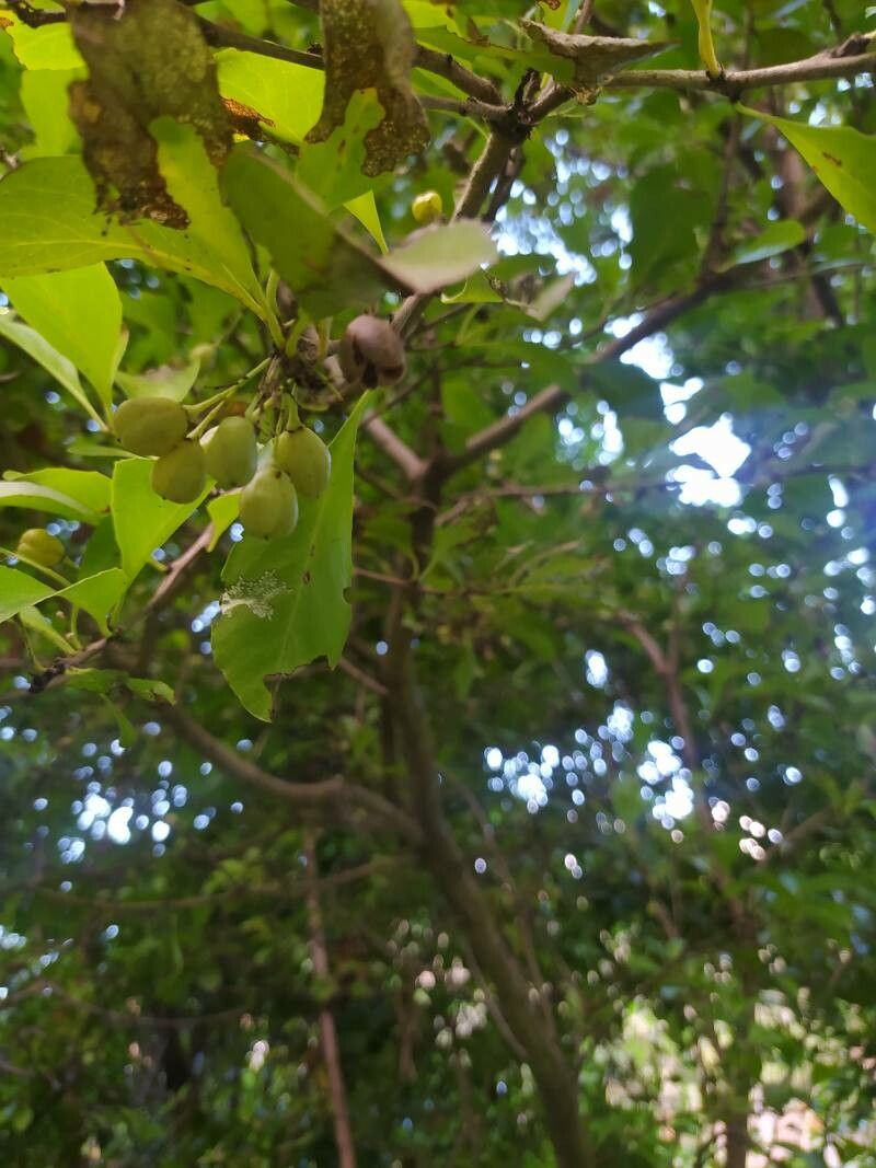 Maytenus canariensis fruit