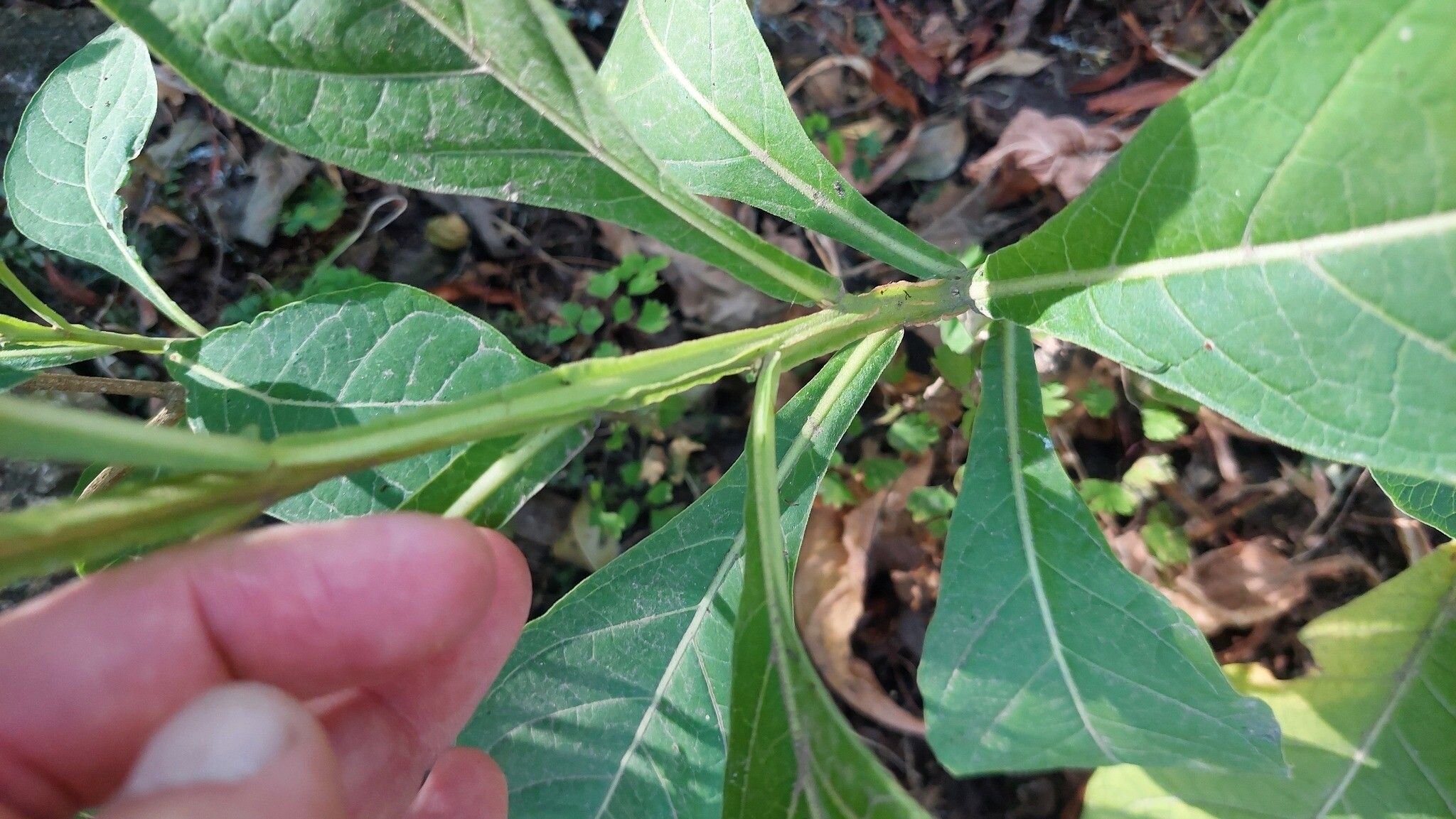 Solanum delitescens — houseplant care guide