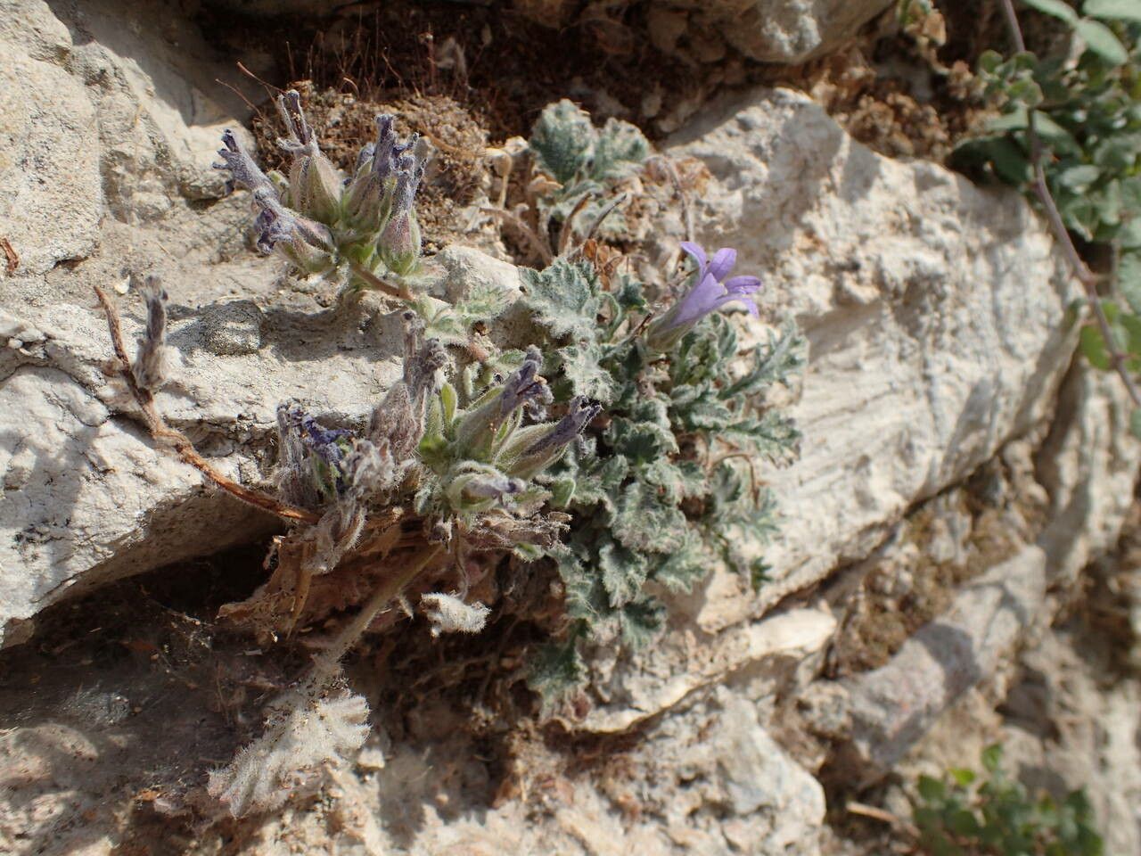 Campanula topaliana habit