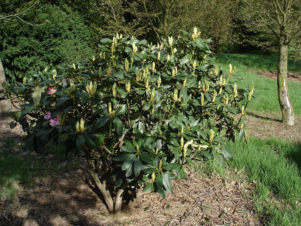 Rhododendron faberi bark