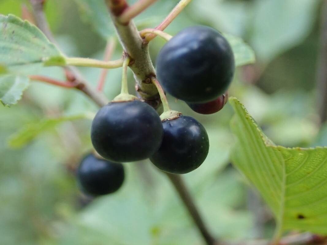 Rhamnus alpina fruit