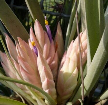 Tillandsia carlsoniae — houseplant care guide