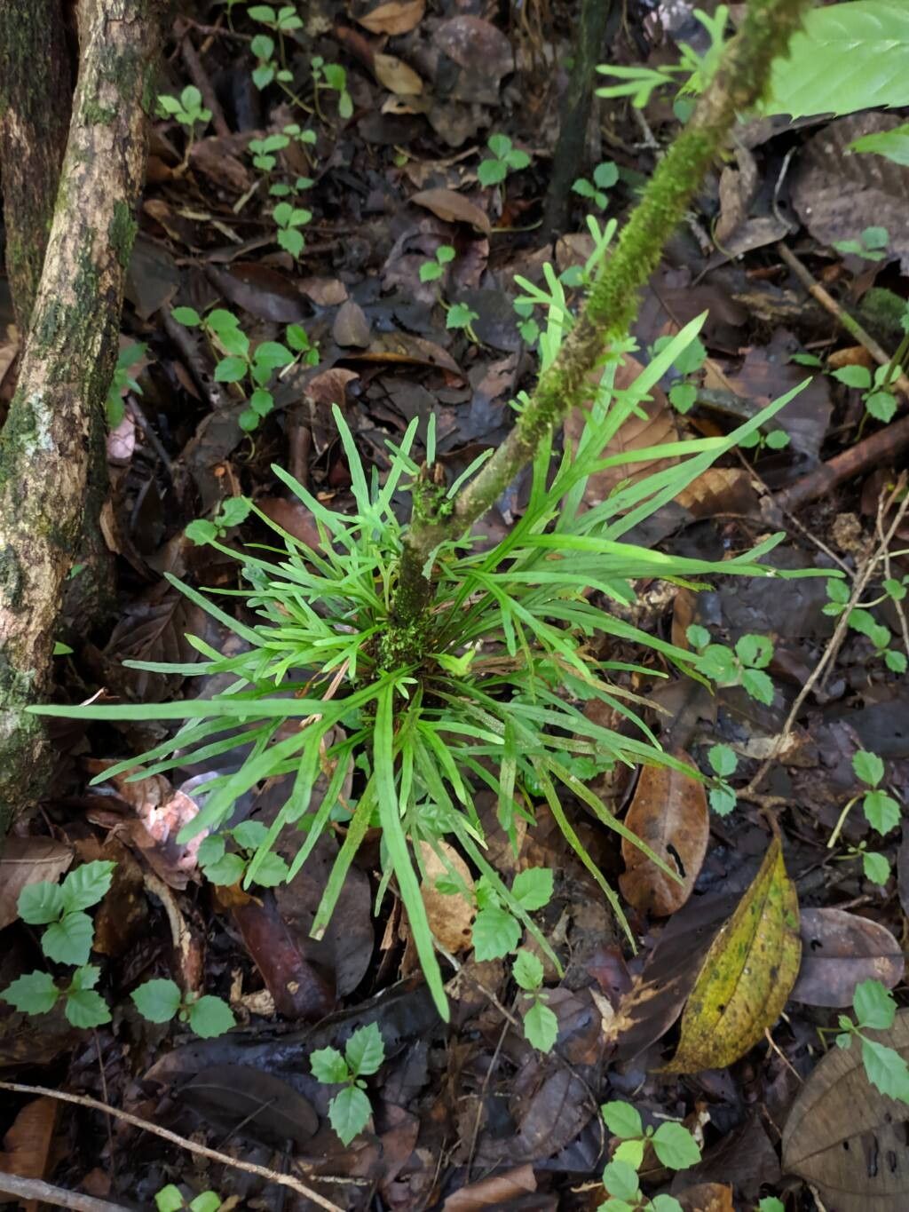 Pleopeltis desvauxii — houseplant care guide