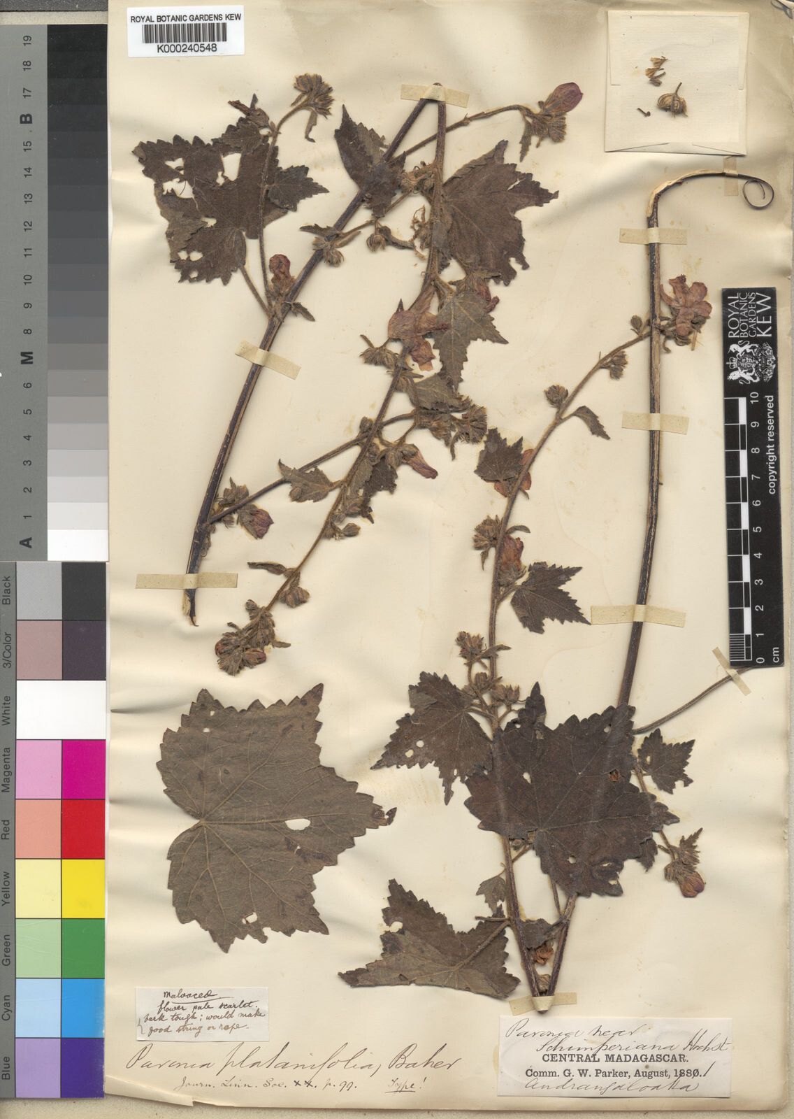 Pavonia baillonii — related species from the same genus