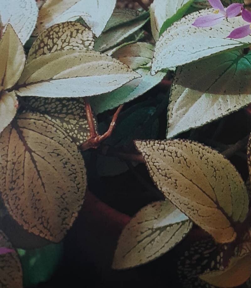 Sonerila margaritacea — related species from the same genus