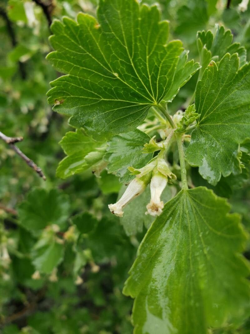 Ribes cereum flower