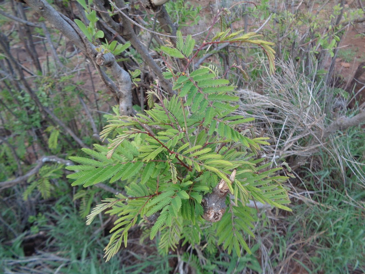 Acacia brevispica habit