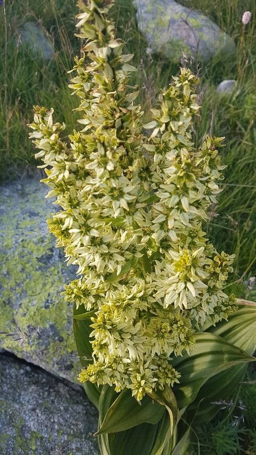 Veratrum californicum flower