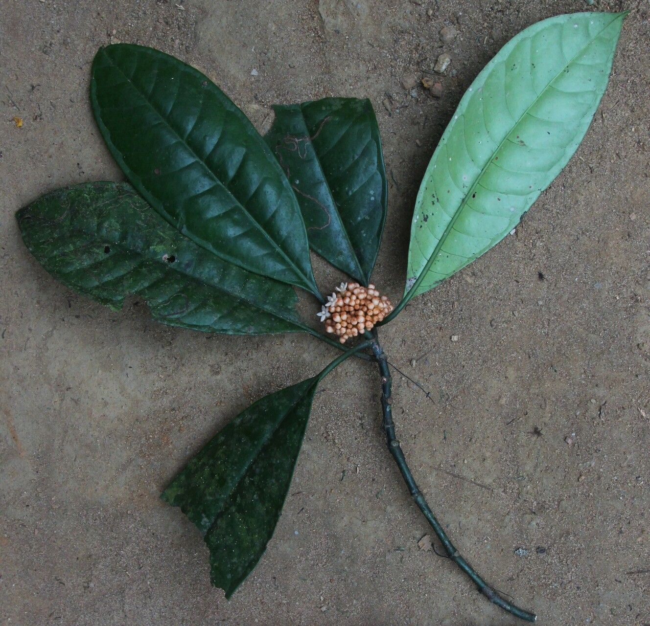 Psychotria lehmbachii — houseplant care guide