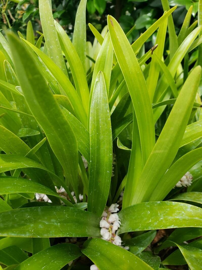 Bryobium hyacinthoides — search result for 'Hyacinthoides'