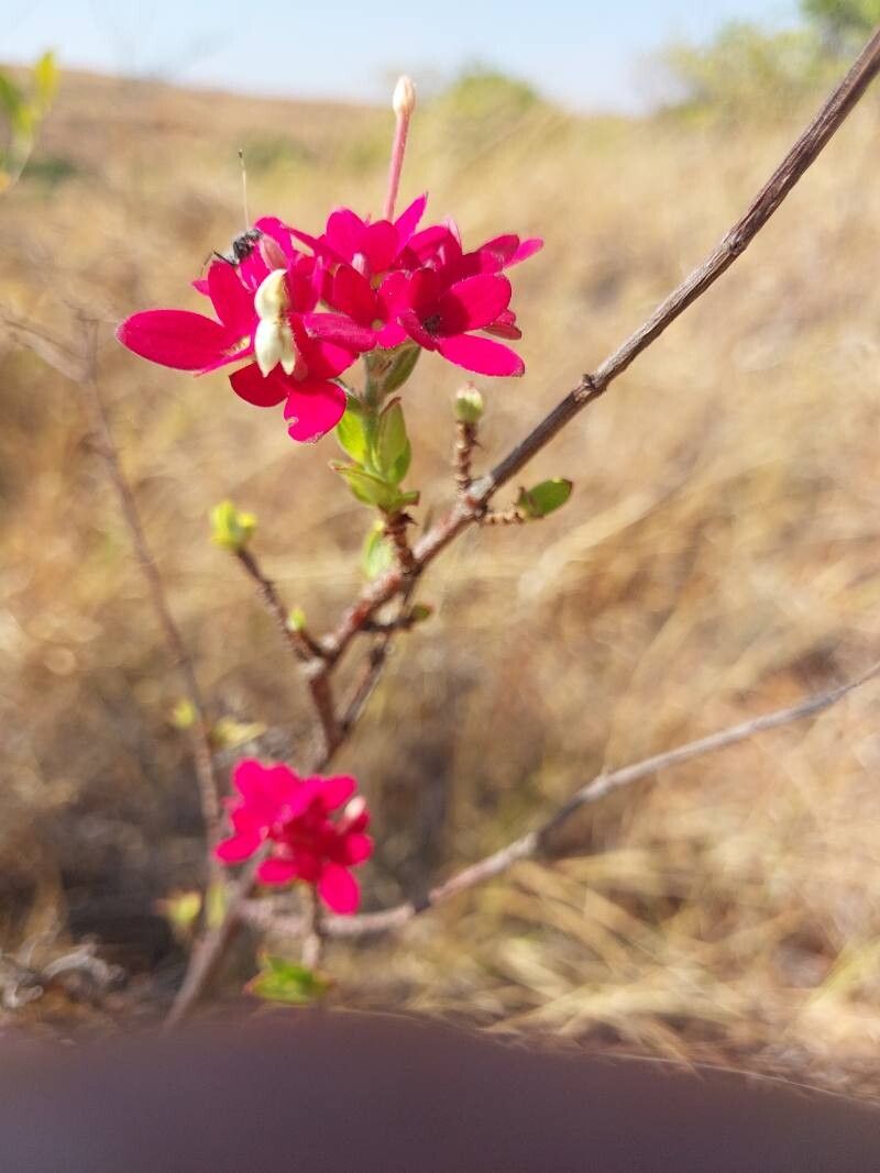 Paracarphalea kirondron flower