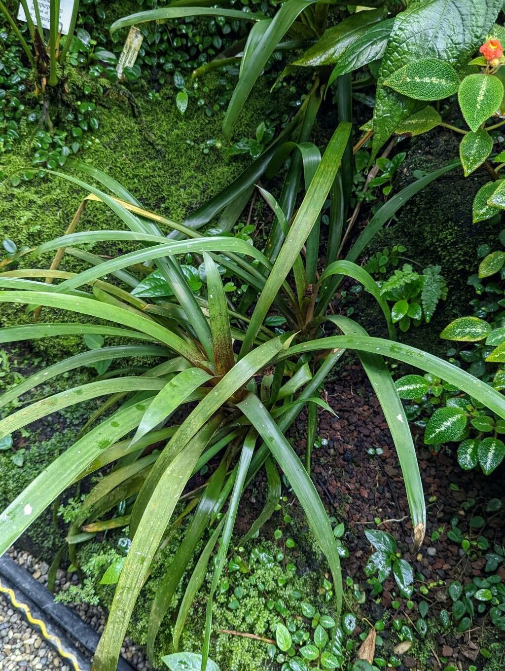 Guzmania wittmackii habit