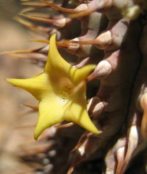 Hoodia alstonii flower