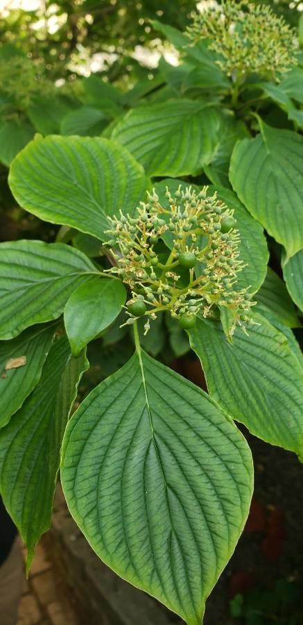 Cornus macrophylla flower