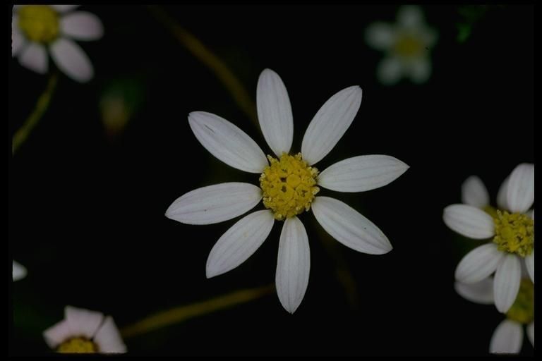 Pentachaeta bellidiflora — search result for 'Bellis'