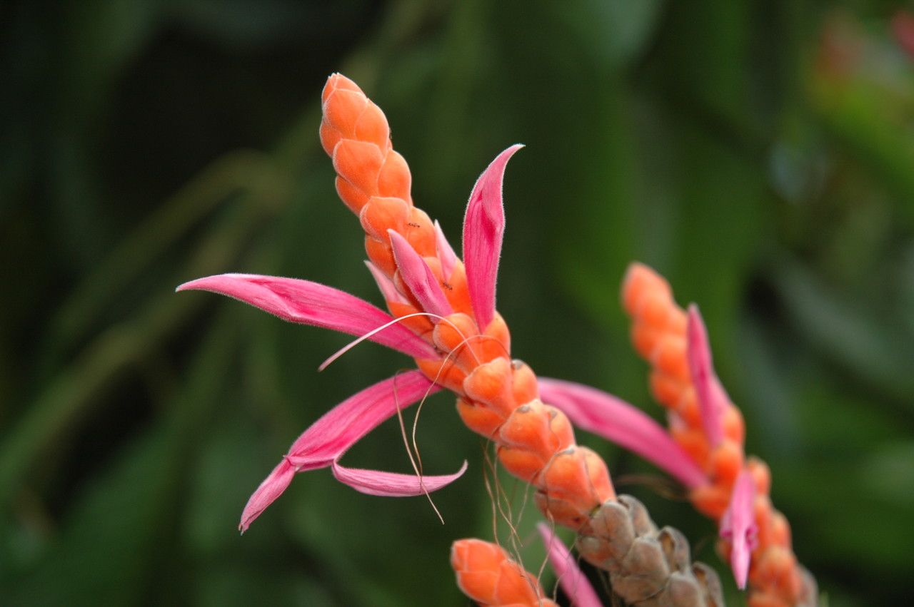 Aphelandra sinclairiana flower
