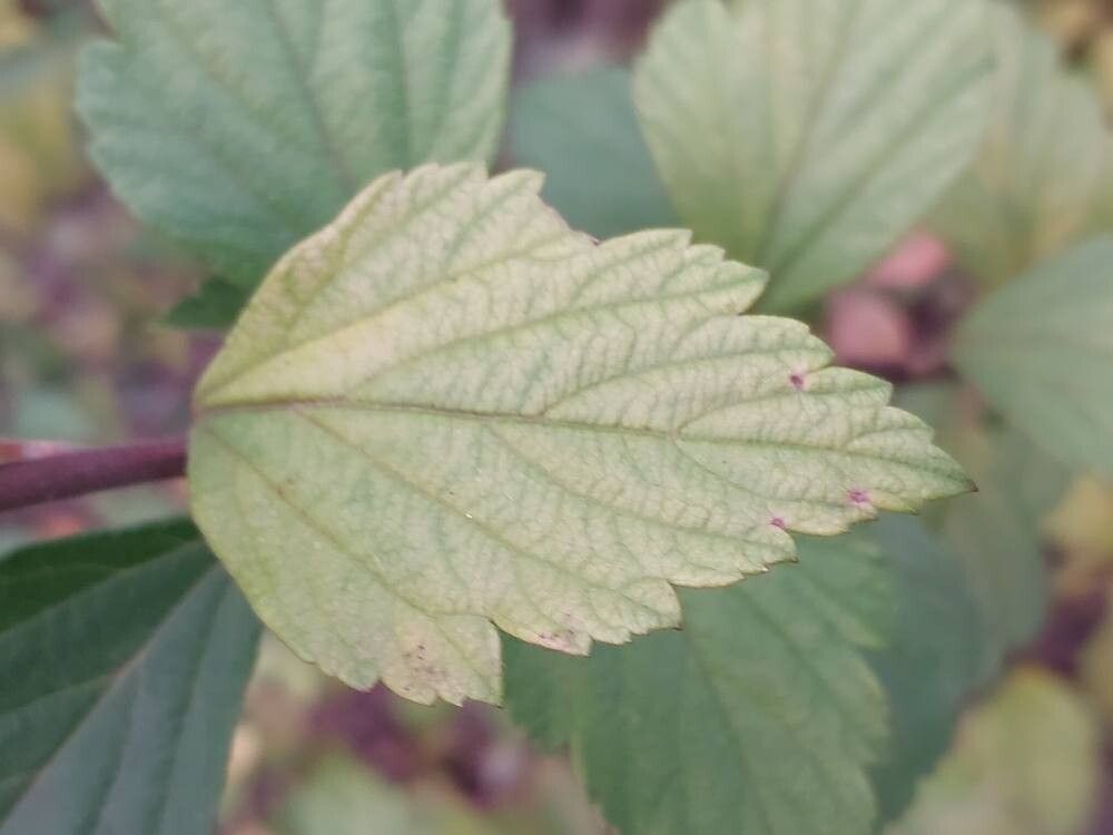 Spiraea dasyantha leaf