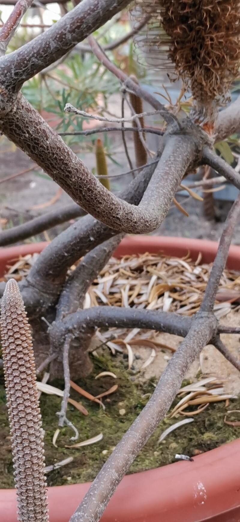 Banksia vincentia bark