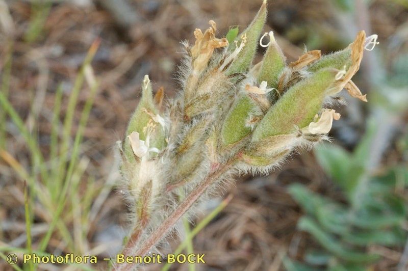 Oxytropis xerophila fruit