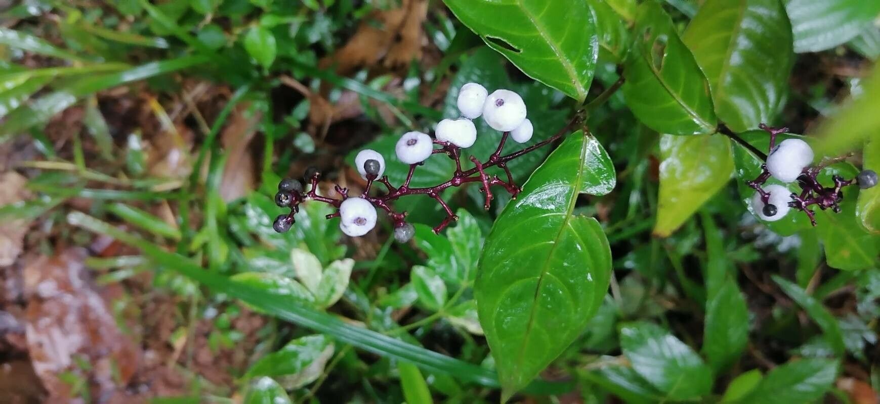 Psychotria deflexa fruit