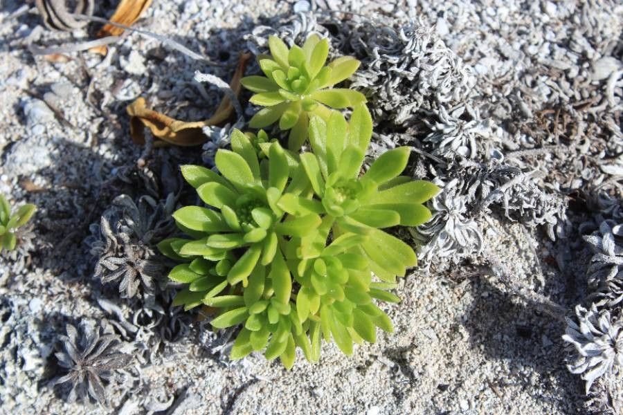 Heliotropium anomalum habit