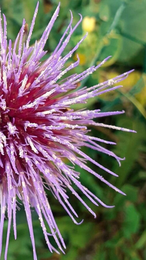 Cynara scolymus flower