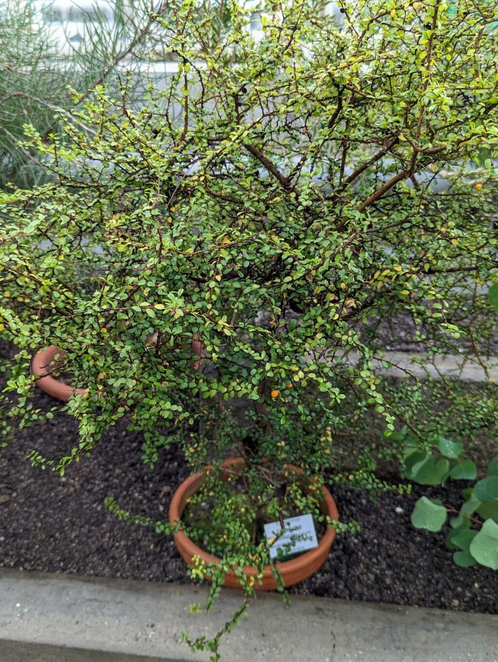 Pittosporum multiflorum habit