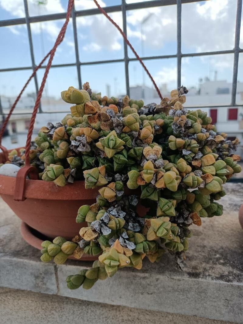 Delosperma taylorii fruit