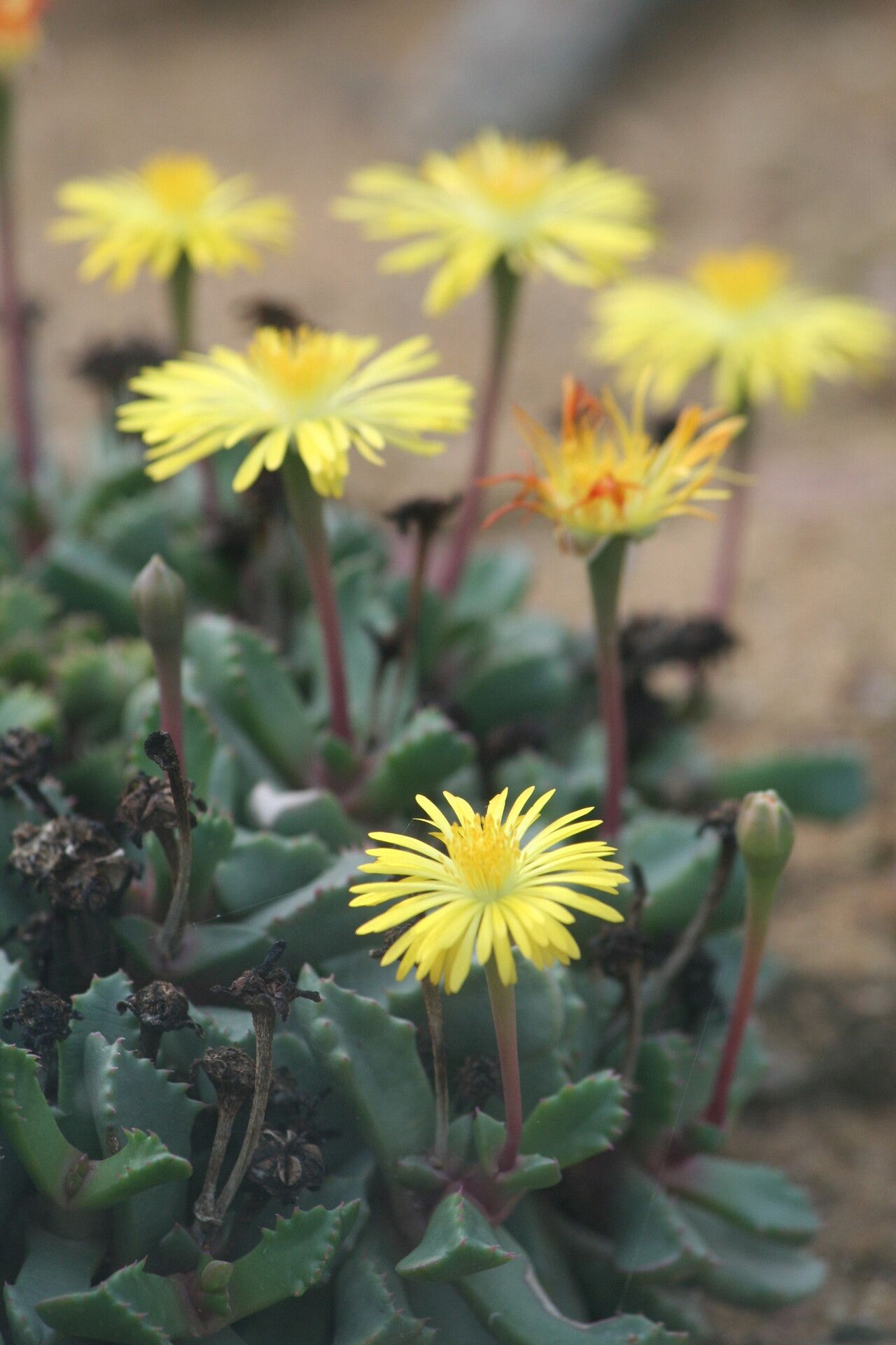 Carruanthus peersii flower