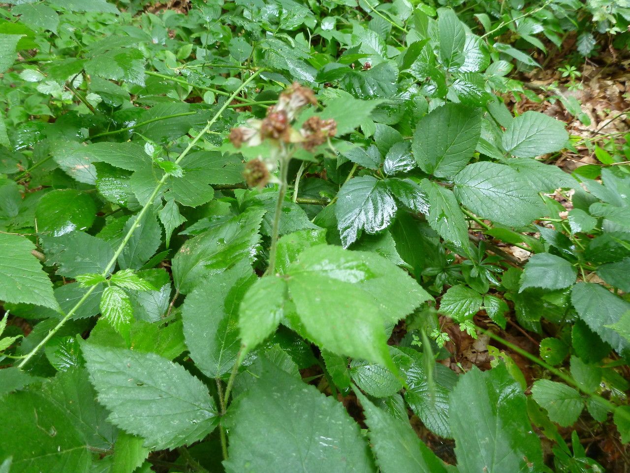 Rubus insectifolius flower