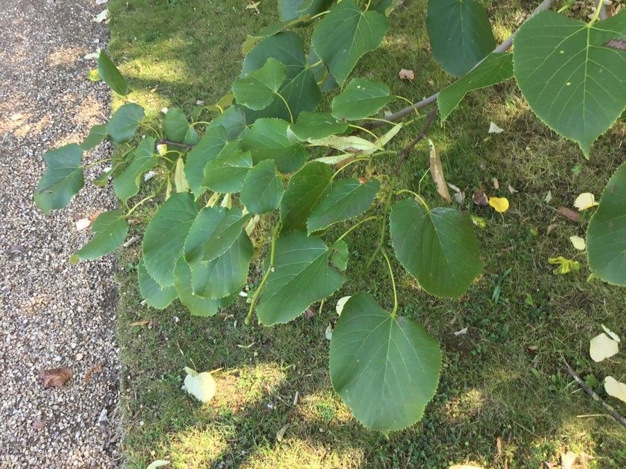 Tilia oliveri habit