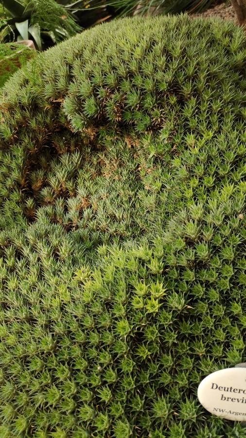 Deuterocohnia brevifolia habit