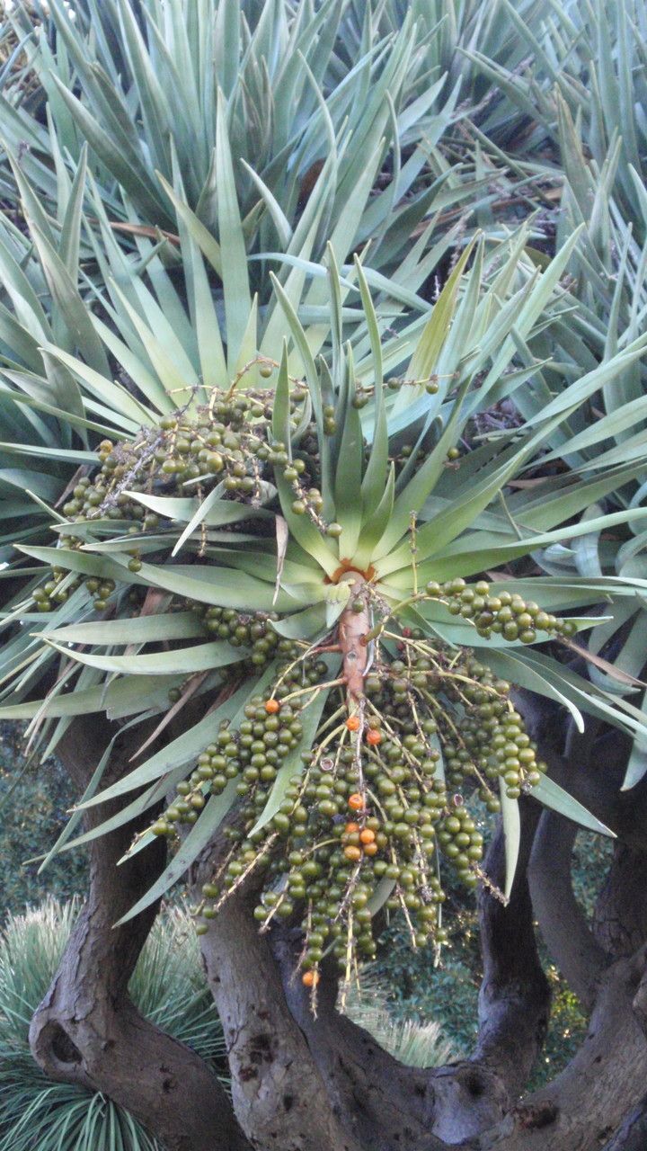 Dracaena draco fruit
