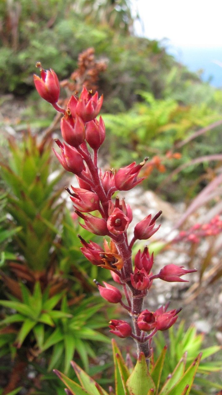 Dracophyllum ouaiemense — houseplant care guide