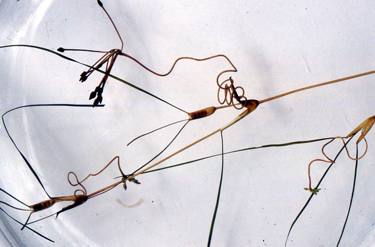 Ruppia maritima fruit