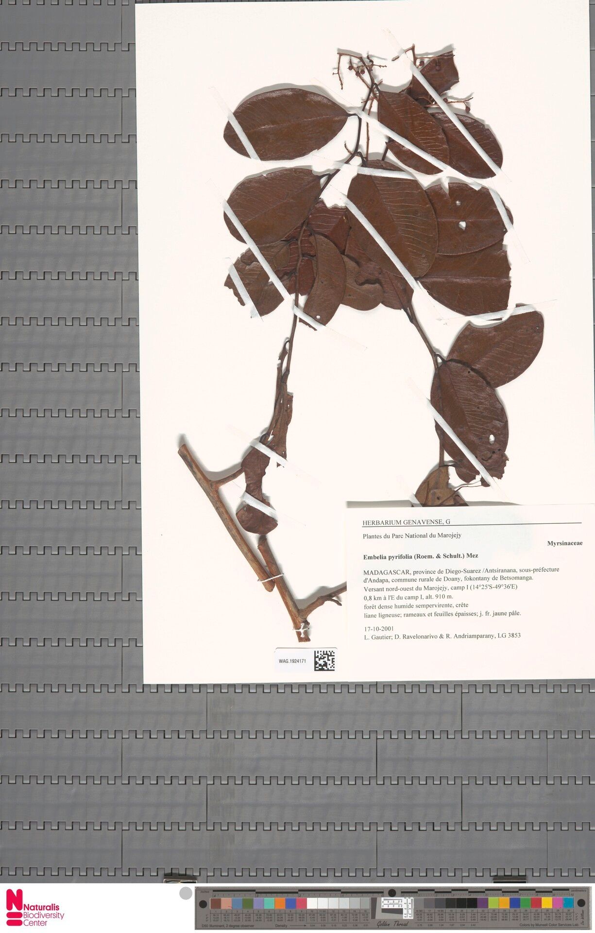 Embelia pyrifolia — houseplant care guide