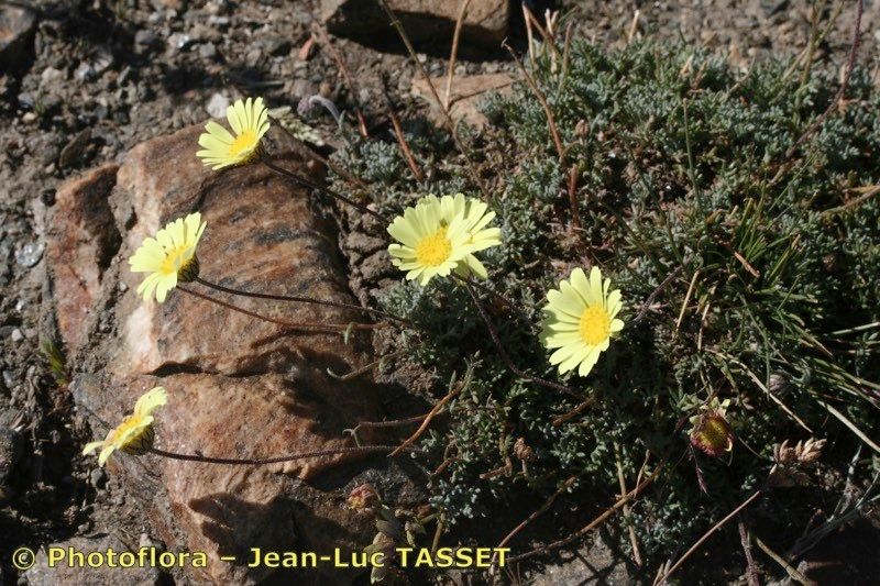 Leucanthemopsis pectinata habit