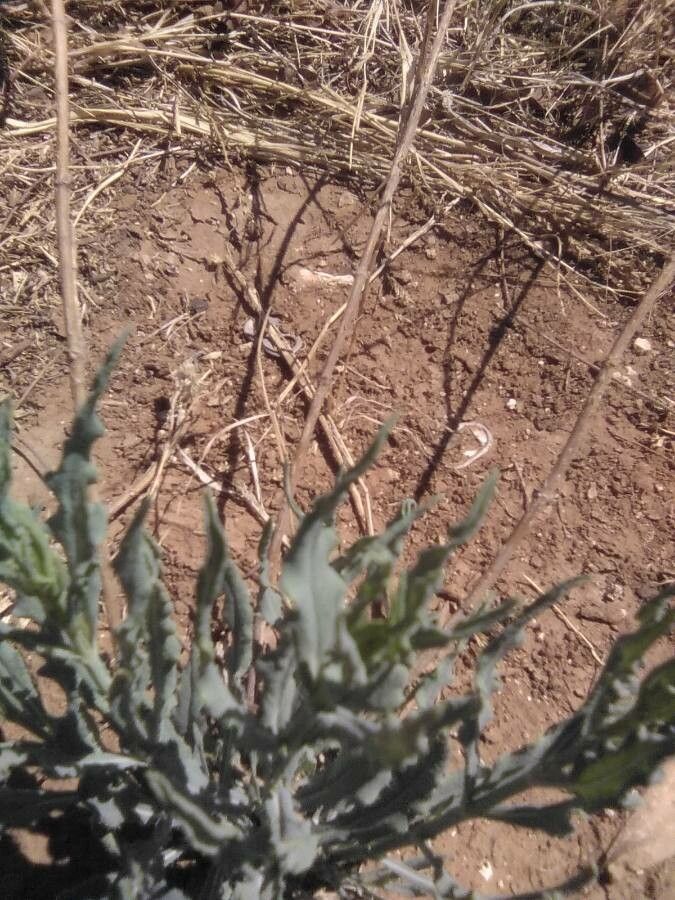 Helianthus ciliaris leaf