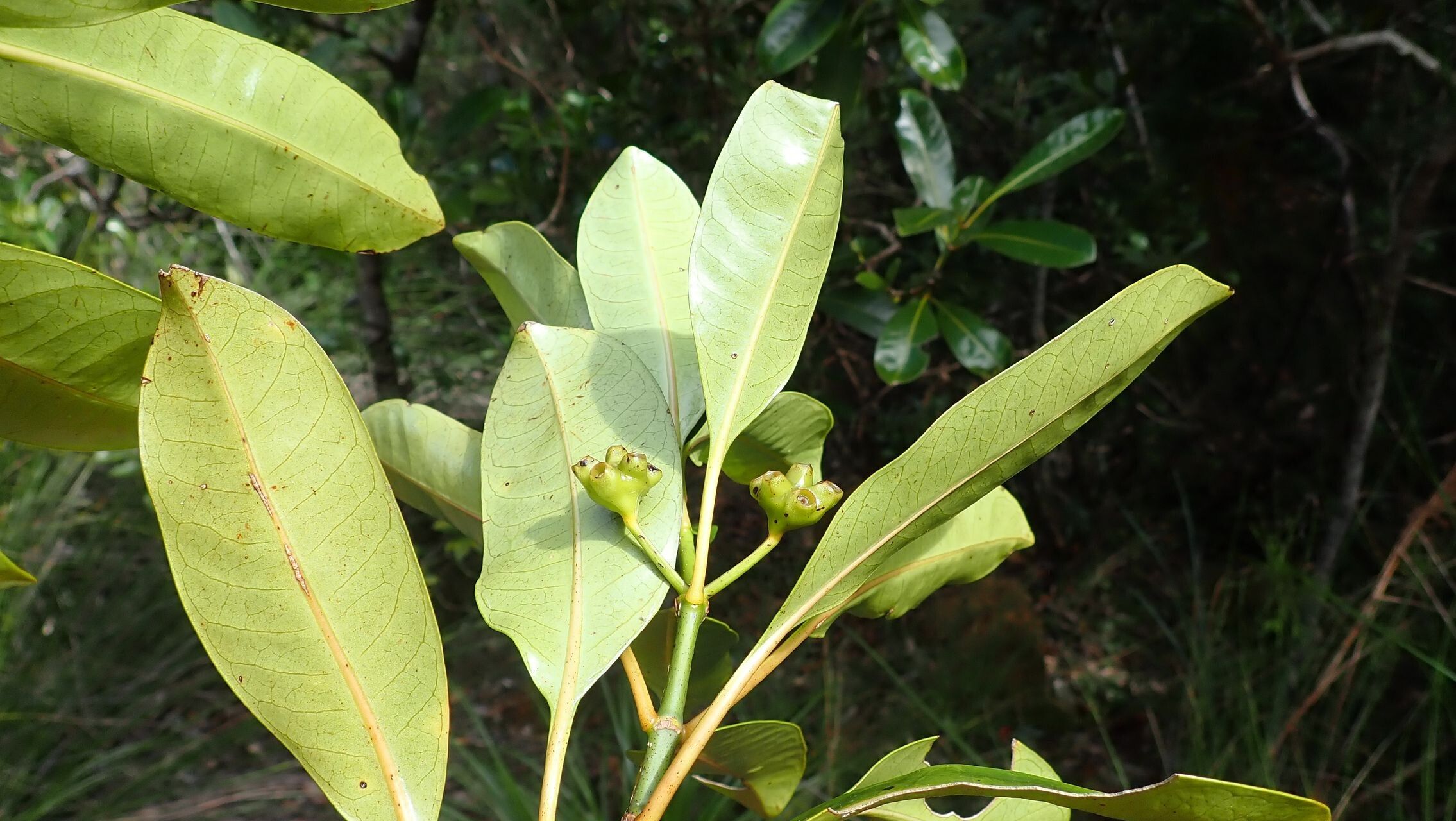 Gynochthodes kanalensis fruit