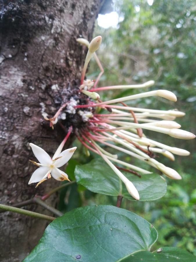 Ixora cauliflora flower