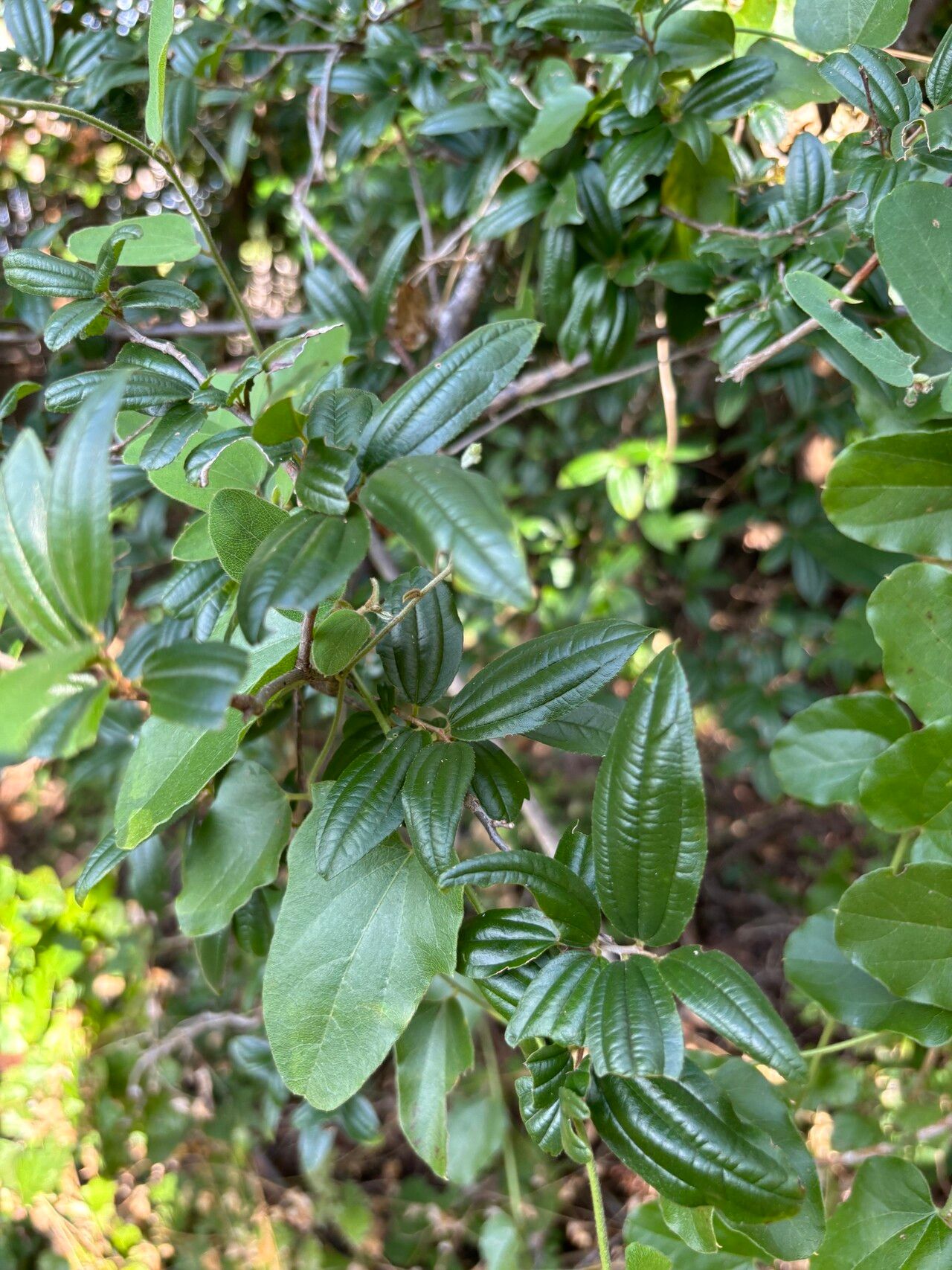Ziziphus pubescens leaf