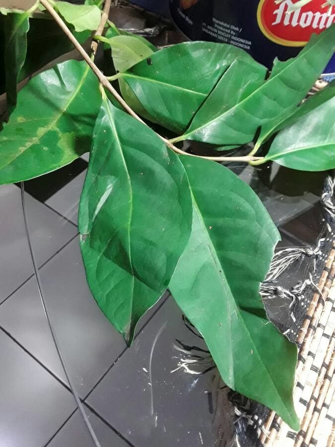 Syzygium polyanthum leaf