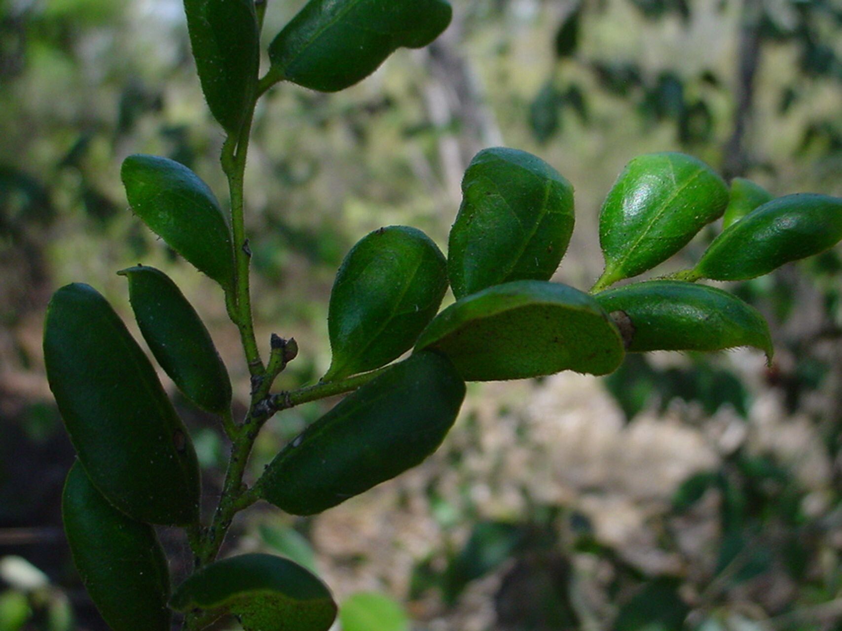 Diospyros pustulata leaf