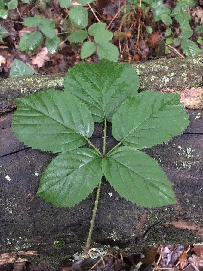 Rubus andegavensis leaf