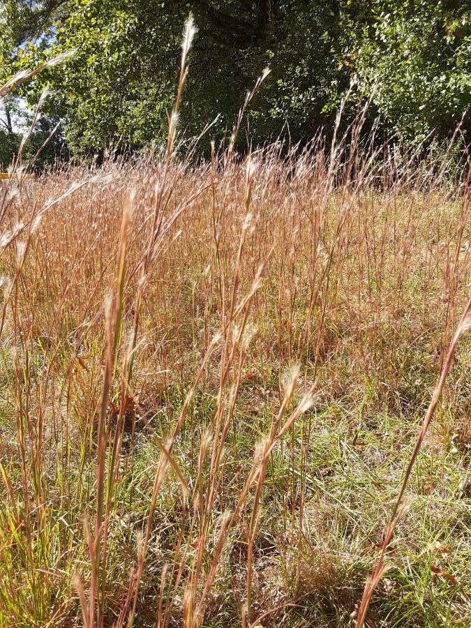 Andropogon ternarius flower