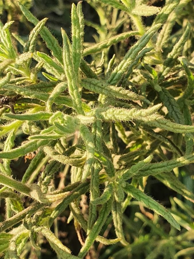 Heliotropium zeylanicum leaf