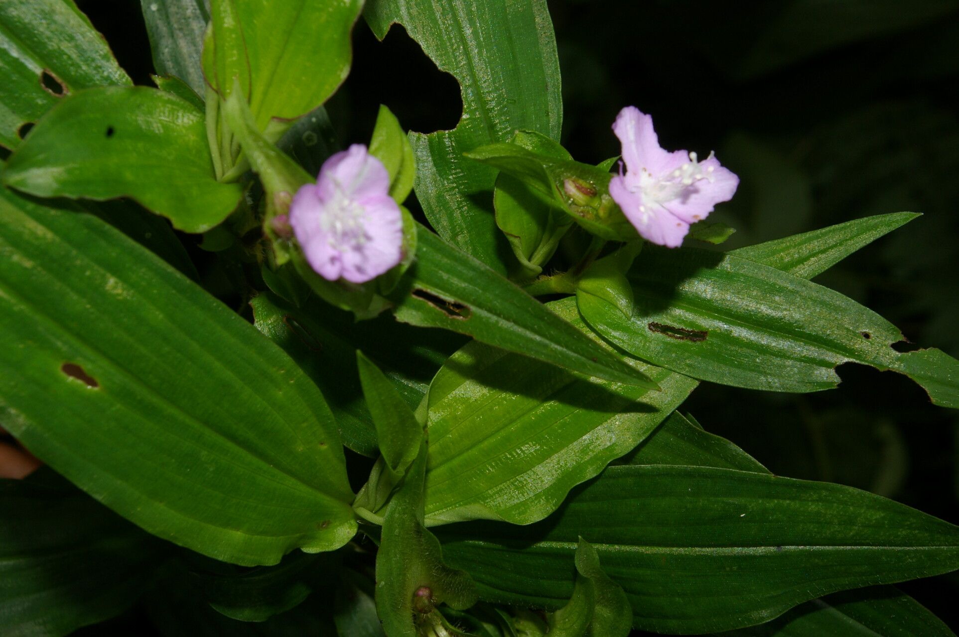 Tradescantia poelliae flower
