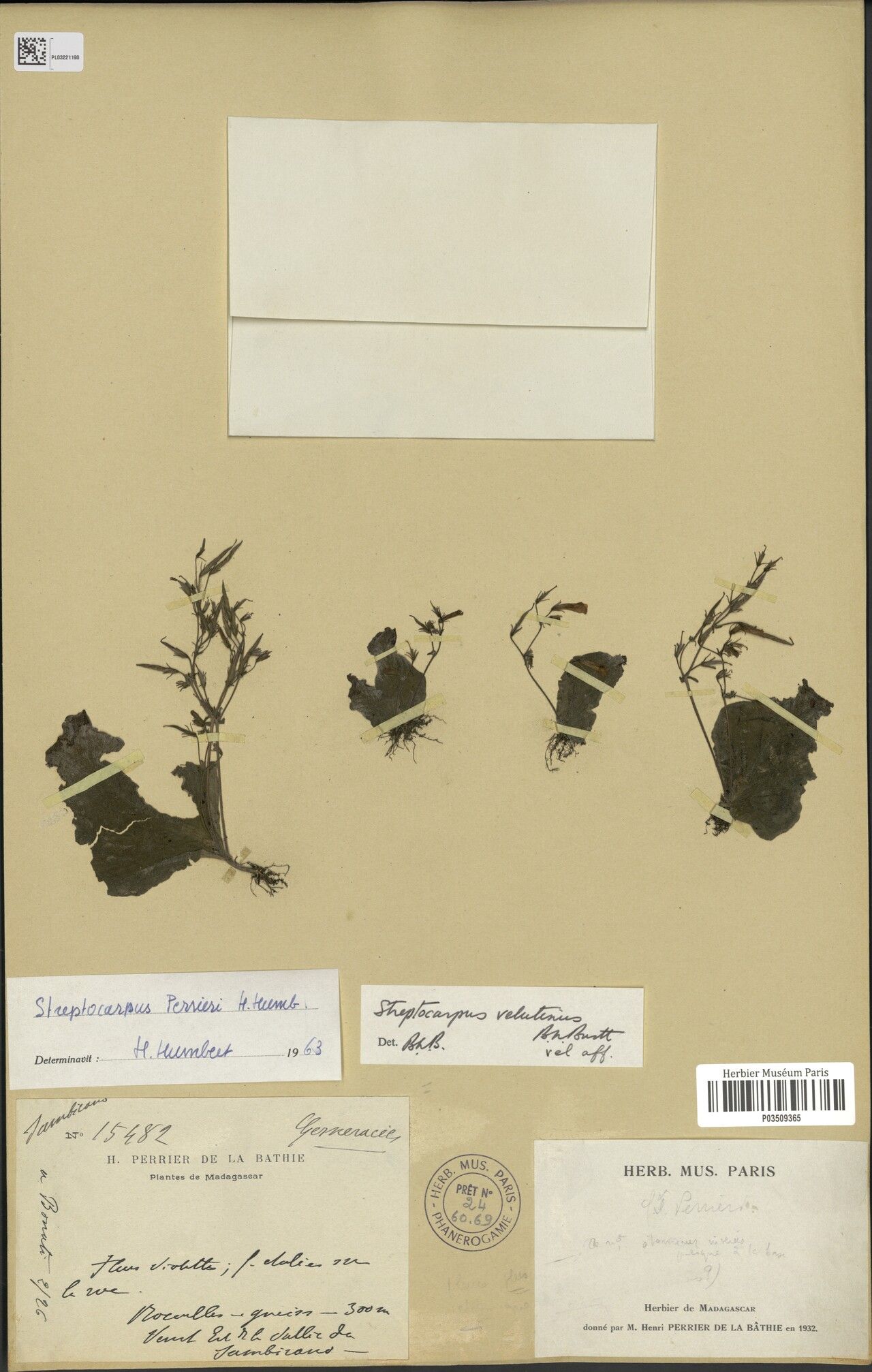 Streptocarpus velutinus — search result for 'Streptocarpus'