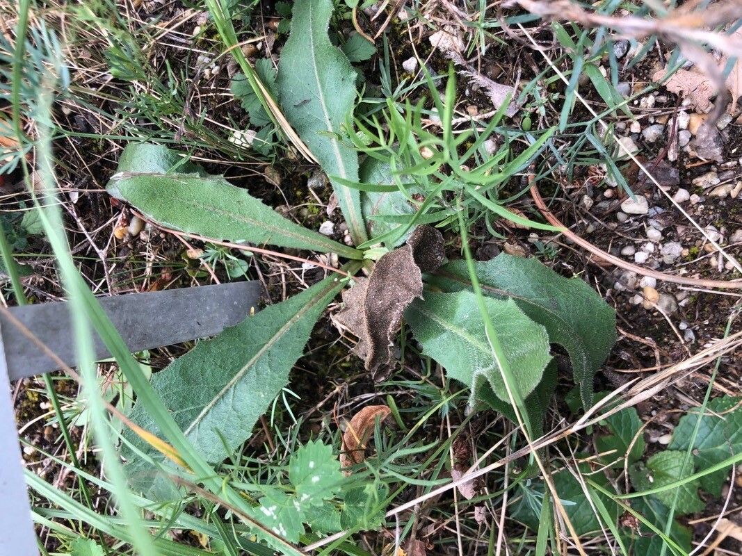 Crepis pannonica — houseplant care guide