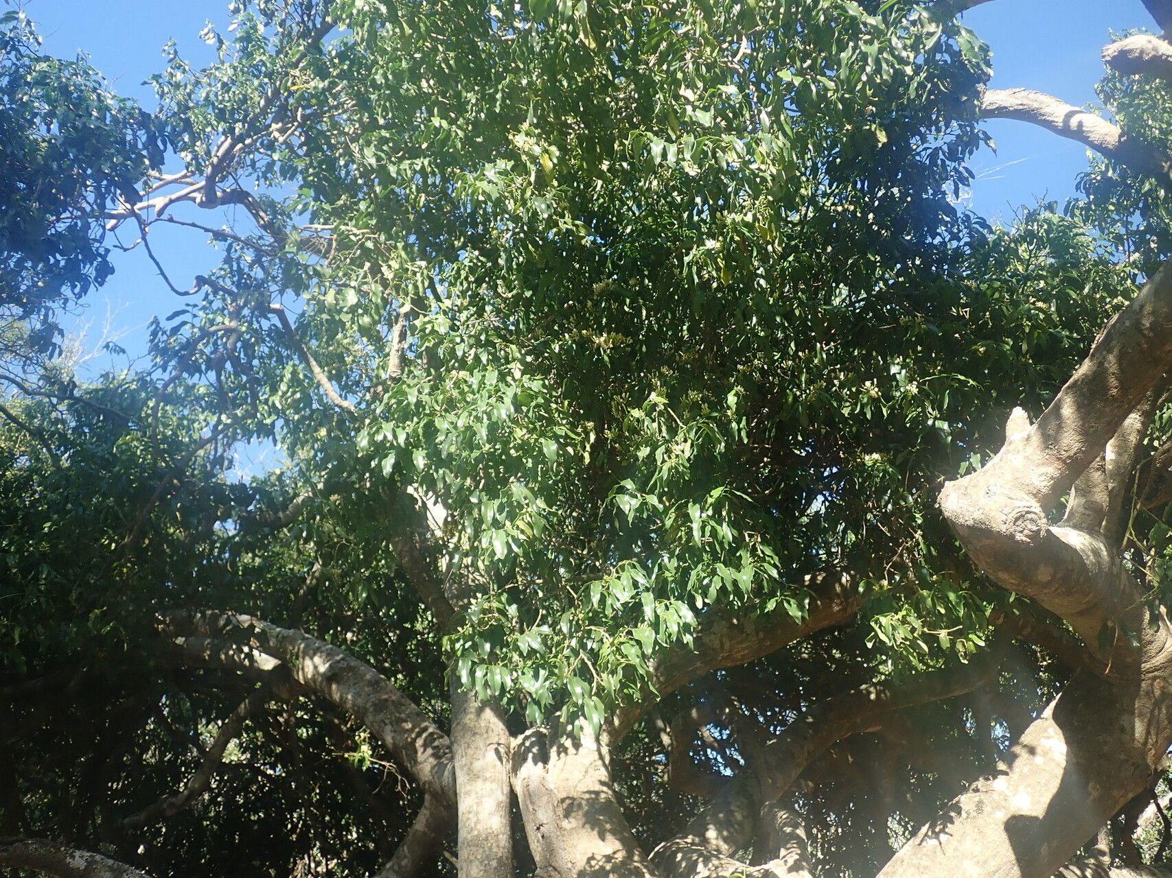 Olax lanceolata habit